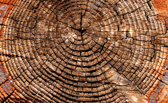 8 Ways To Save a Tree (or at least a part of it)