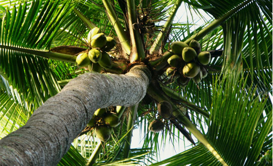 Coconut For A Beautiful Summer - The Inner World