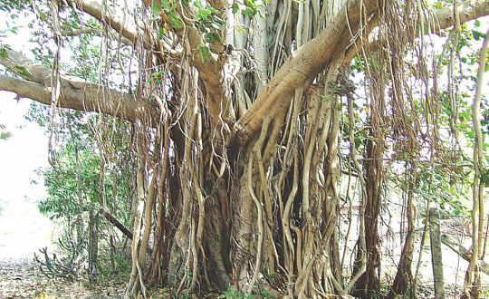 Akshayvat, The Indestructible Tree
