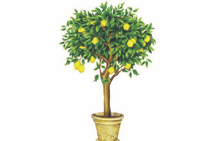 Grow Lemon Tree in a Container