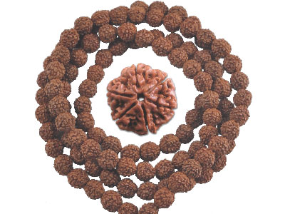 Research Proves Biomedical Effects Of Rudraksha