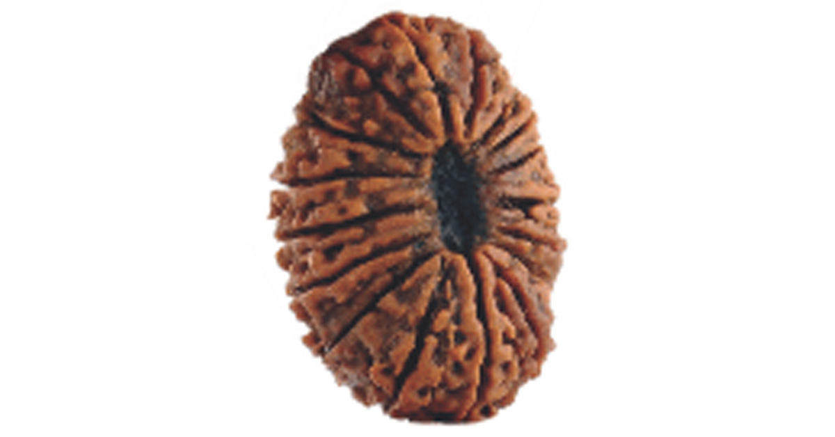 Seventeen Mukhi Rudraksha – All you need to know
