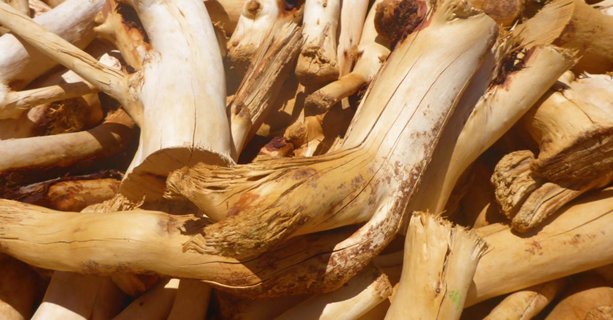 Everything you want to know about Sandalwood