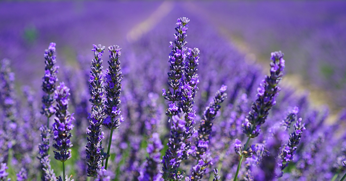 Everything You Need To Know About Lavender
