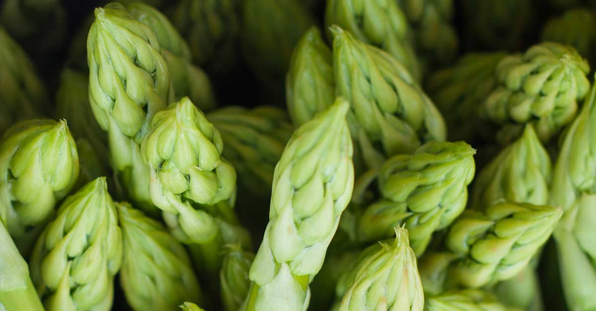 Herbs for health: Shatavari also known as asparagus racemosus