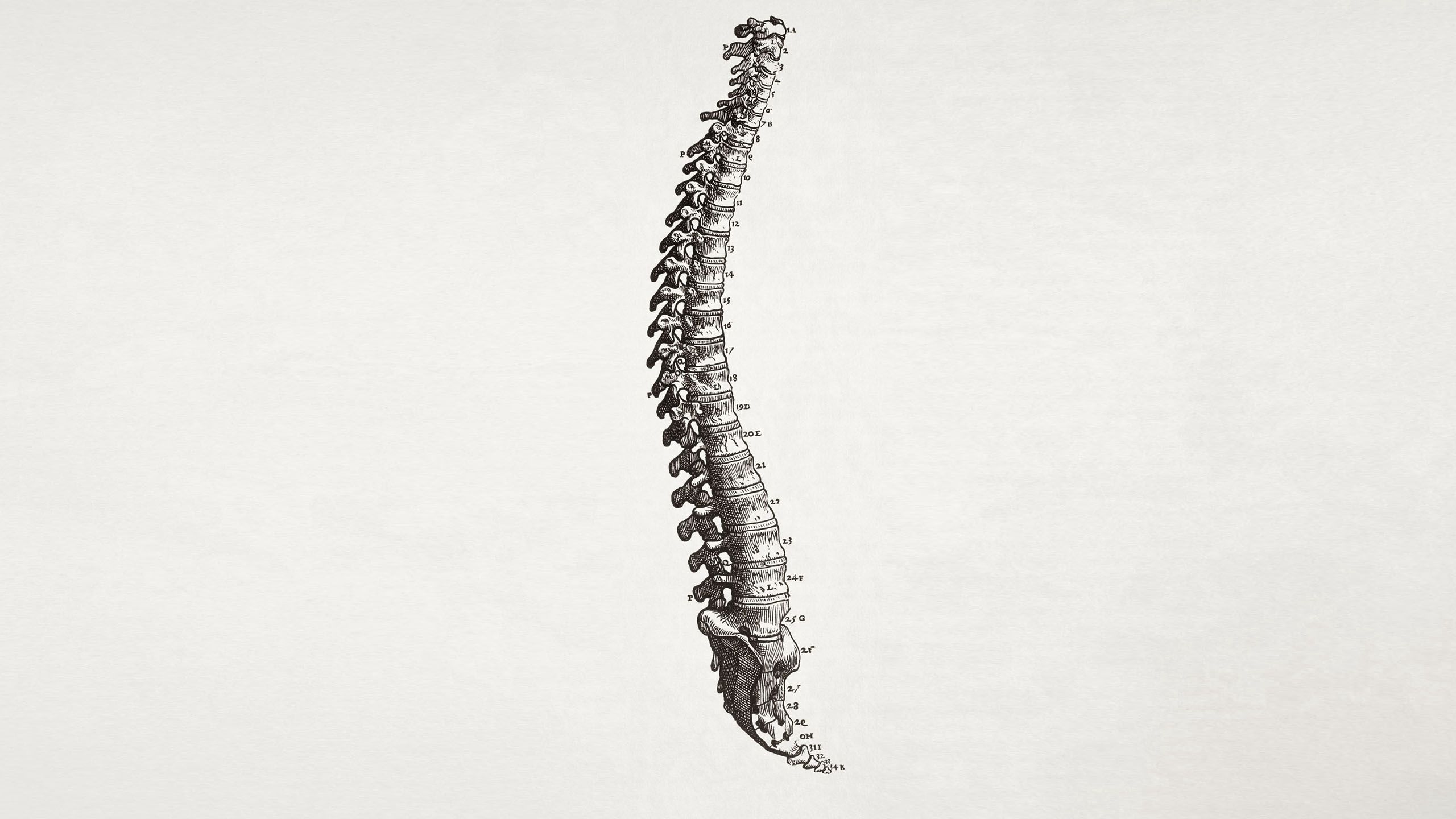 SPINE SPECIFIC