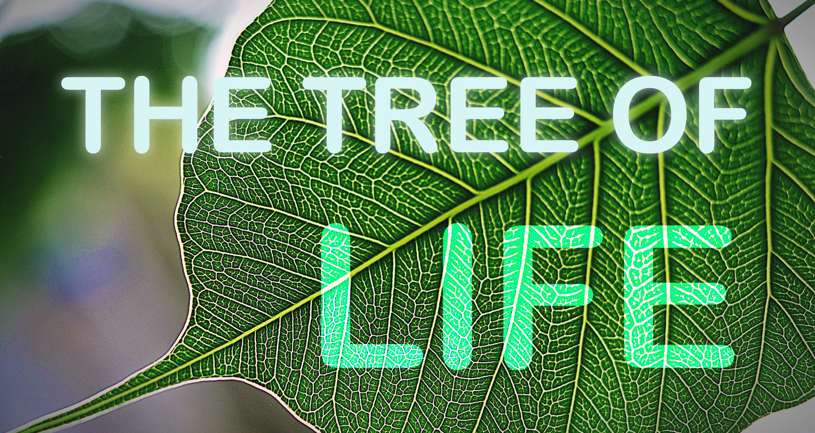 PEEPAL : THE TREE OF LIFE